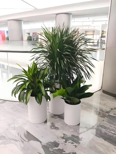 余姚花卉租摆价格揭秘，你知道怎样才能租得划算吗？